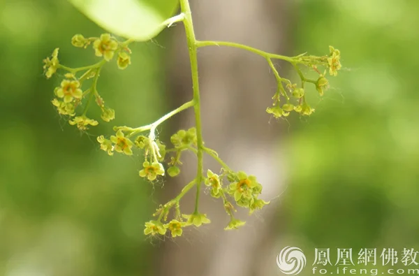 图片来源：凤凰网佛教文化 摄影：闫秀勇