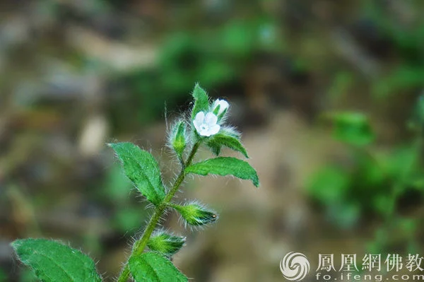 图片来源：凤凰网佛教文化 摄影：闫秀勇
