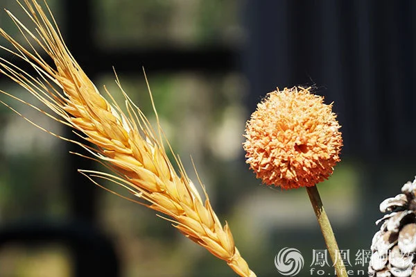 图片来源：凤凰网佛教文化 摄影：闫秀勇