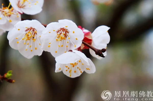 图片来源：凤凰网佛教文化 摄影：闫秀勇