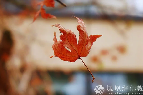 图片来源：凤凰网佛教文化 摄影：闫秀勇