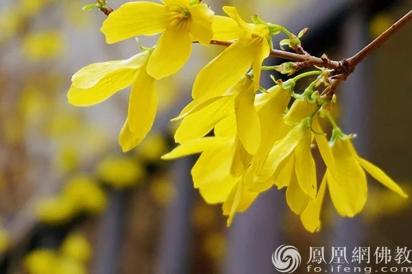 图片来源：凤凰网佛教文化 摄影：闫秀勇