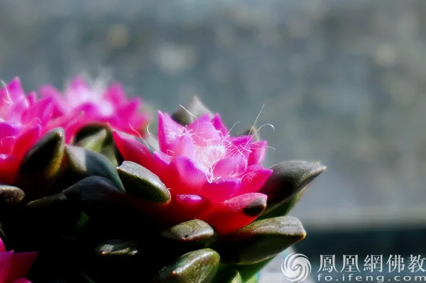 图片来源：凤凰网佛教文化 摄影：闫秀勇