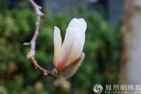 图片来源：凤凰网佛教文化 摄影：闫秀勇