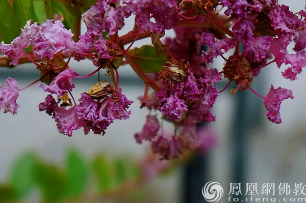 图片来源：凤凰网佛教文化 摄影：闫秀勇