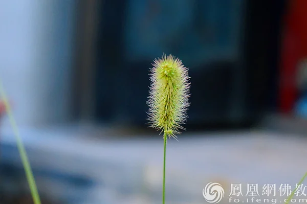 图片来源：凤凰网佛教文化 摄影：闫秀勇