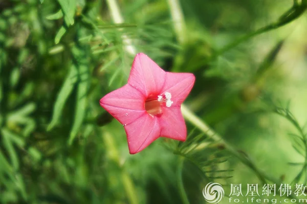 图片来源：凤凰网佛教文化 摄影：闫秀勇