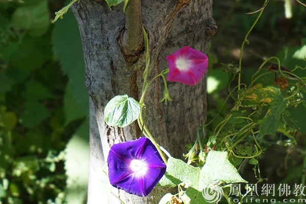 图片来源：凤凰网佛教文化 摄影：闫秀勇