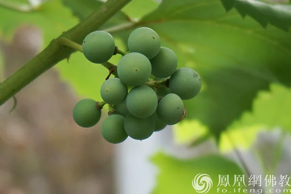 图片来源：凤凰网佛教文化 摄影：闫秀勇