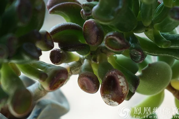 图片来源：凤凰网佛教文化 摄影：闫秀勇