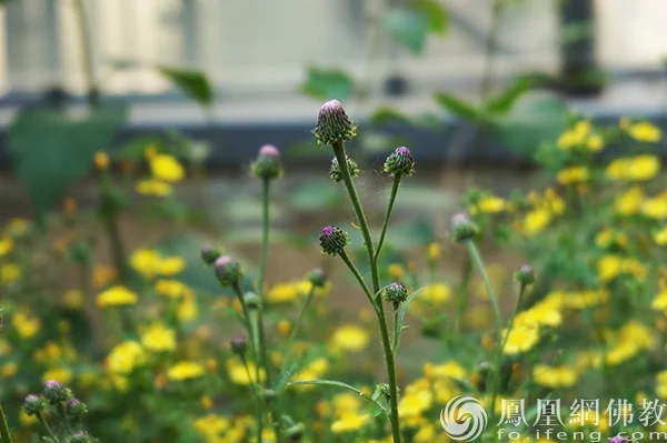 图片来源：凤凰网佛教文化 摄影：闫秀勇