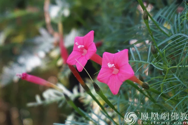 图片来源：凤凰网佛教文化 摄影：闫秀勇