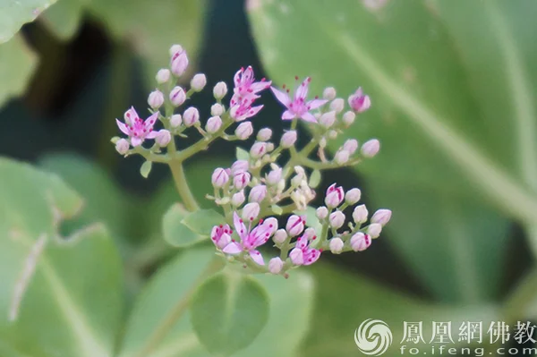 图片来源：凤凰网佛教文化 摄影：闫秀勇