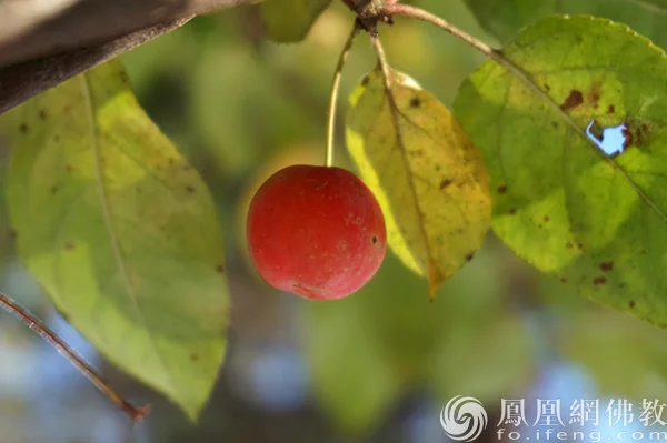 图片来源：凤凰网佛教文化 摄影：闫秀勇