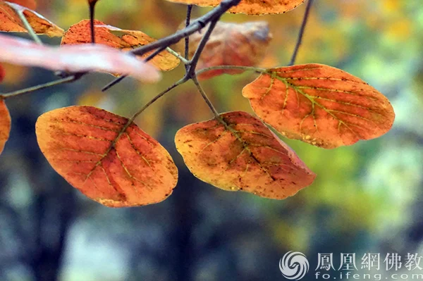 图片来源：凤凰网佛教文化 摄影：闫秀勇