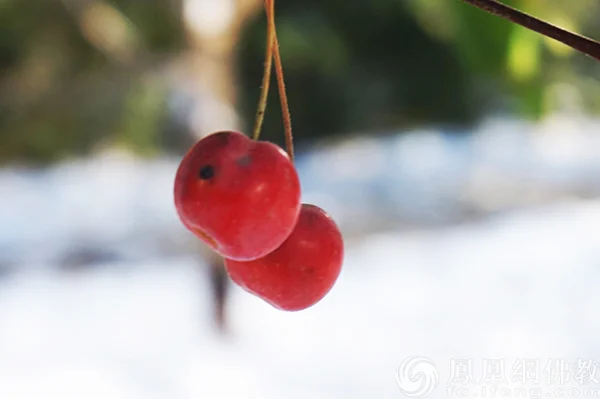 图片来源：凤凰网佛教文化 摄影：闫秀勇