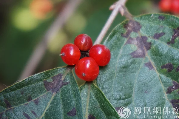 图片来源：凤凰网佛教文化 摄影：闫秀勇