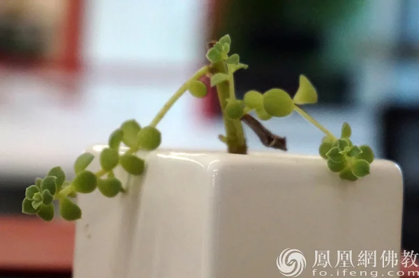 图片来源：凤凰网佛教文化 摄影：闫秀勇