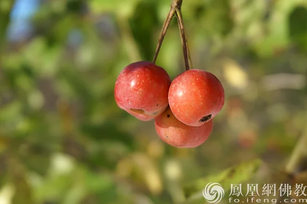 图片来源：凤凰网佛教文化 摄影：闫秀勇