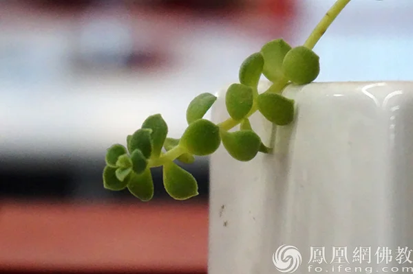 图片来源：凤凰网佛教文化 摄影：闫秀勇