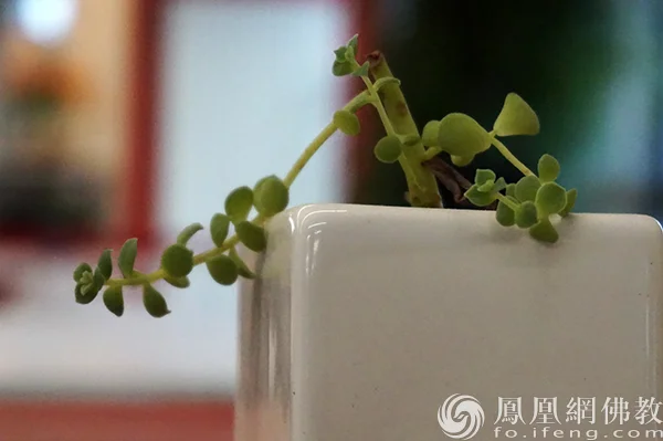 图片来源：凤凰网佛教文化 摄影：闫秀勇
