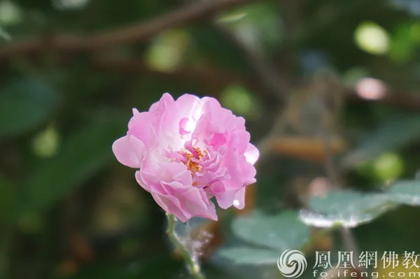 图片来源：凤凰网佛教文化 摄影：闫秀勇