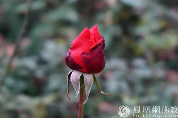 图片来源：凤凰网佛教文化 摄影：闫秀勇