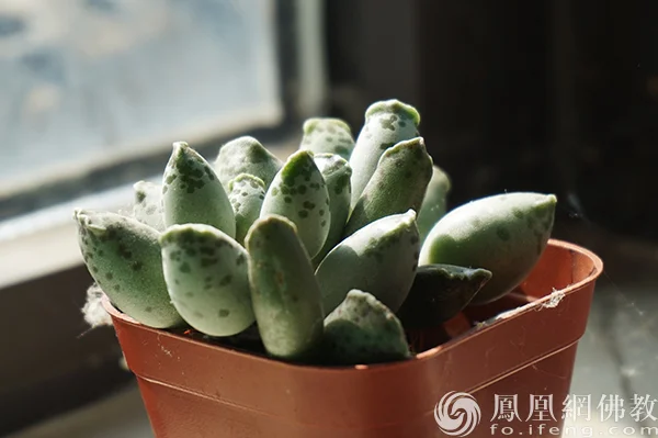 图片来源：凤凰网佛教文化 摄影：闫秀勇