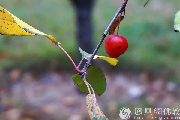 图片来源：凤凰网佛教文化 摄影：闫秀勇