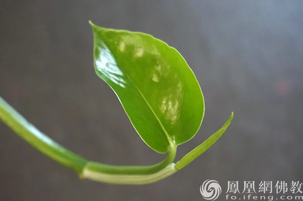 图片来源：凤凰网佛教文化 摄影：闫秀勇