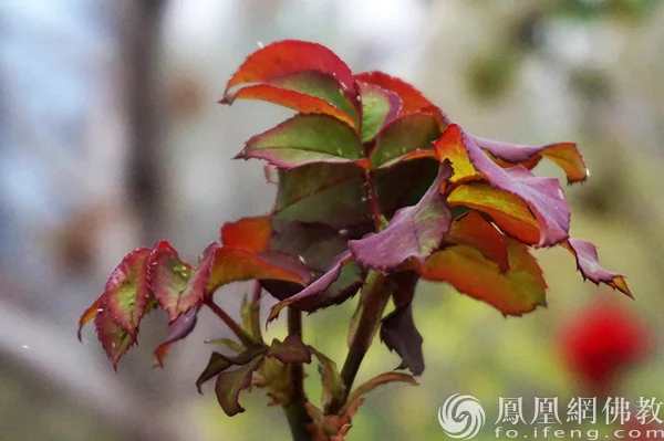 图片来源：凤凰网佛教文化 摄影：十愿