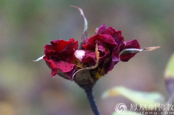 图片来源：凤凰网佛教文化 摄影：闫秀勇