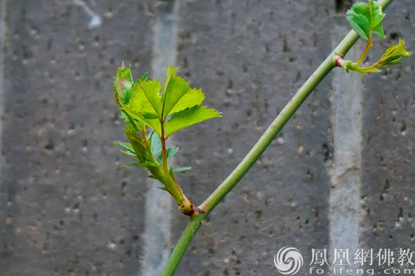 图片来源；凤凰网佛教文化 摄影：闫秀勇