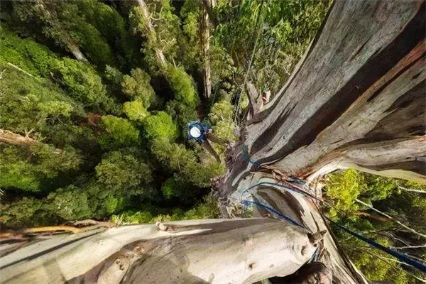 世界上最高的树（最高的树杏仁桉树的资料） 第2张