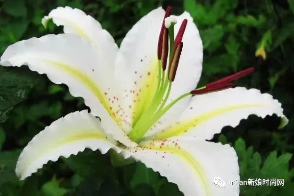 心理测试：4种花，你最喜欢哪一种？测你做什么职业最赚钱？(心理趣味小测试选花你的性格)