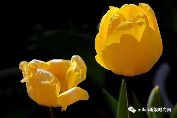 心理测试：4种花，你最喜欢哪一种？测你做什么职业最赚钱？(心理趣味小测试选花你的性格)