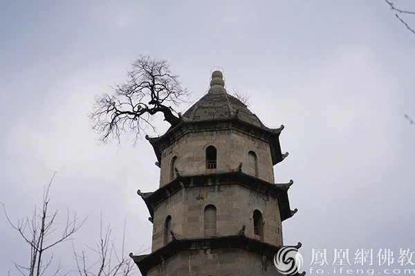 青云塔塔顶上生有一棵朴树（图片来源：凤凰网佛教文化）