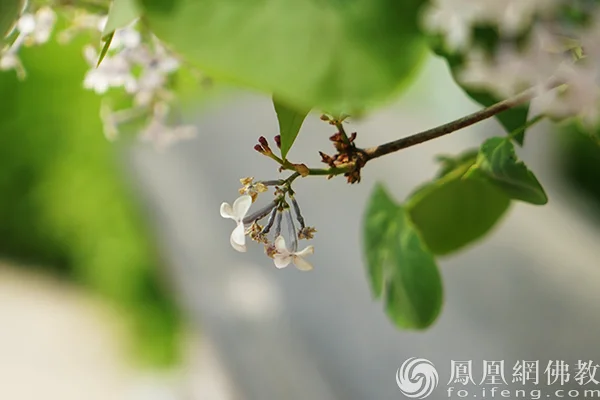 图片来源：凤凰网佛教文化 摄影：闫秀勇