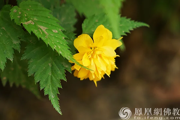 图片来源：凤凰网佛教文化 摄影：闫秀勇