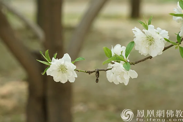 图片来源：凤凰网佛教文化 摄影：闫秀勇