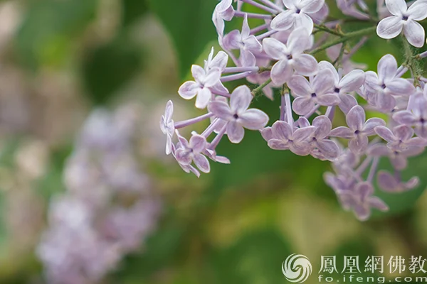 图片来源：凤凰网佛教文化 摄影：闫秀勇