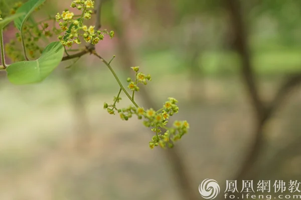 图片来源：凤凰网佛教文化 摄影：闫秀勇