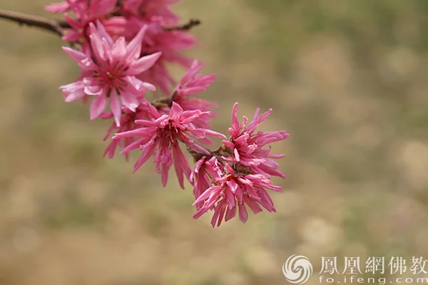 图片来源：凤凰网佛教文化 摄影：闫秀勇