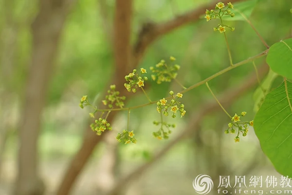 图片来源：凤凰网佛教文化 摄影：闫秀勇