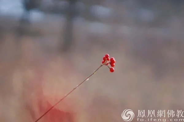 图片来源：凤凰网佛教文化 摄影：十愿