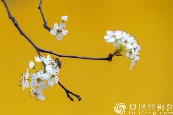 图片来源：凤凰网佛教文化 摄影：十愿