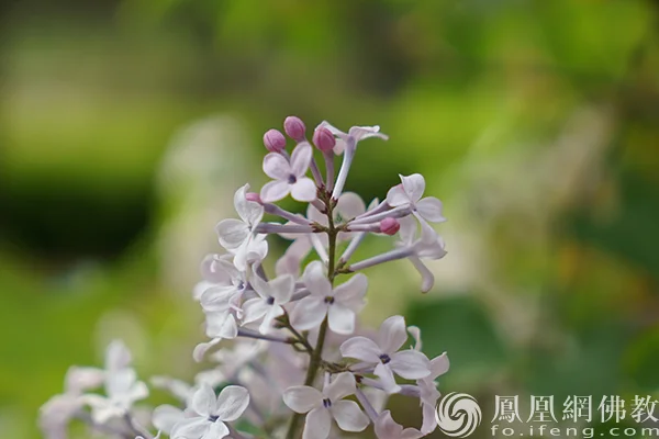 图片来源：凤凰网佛教文化 摄影：闫秀勇