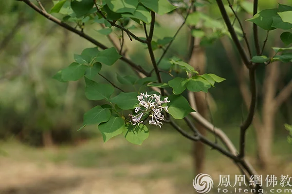 图片来源：凤凰网佛教文化 摄影：闫秀勇