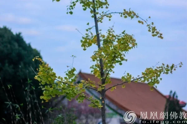 图片来源：凤凰网佛教文化 摄影：寂弘法师