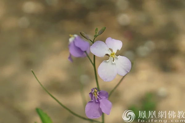 图片来源：凤凰网佛教文化 摄影：闫秀勇